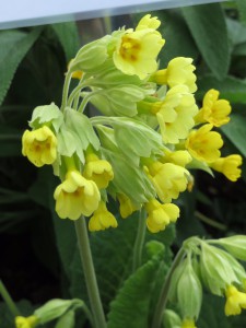 Schlüsselblume (Primula veris)